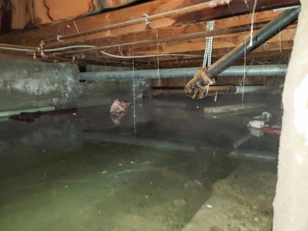 Best Water damage mitigation services  in Surprise, AZ